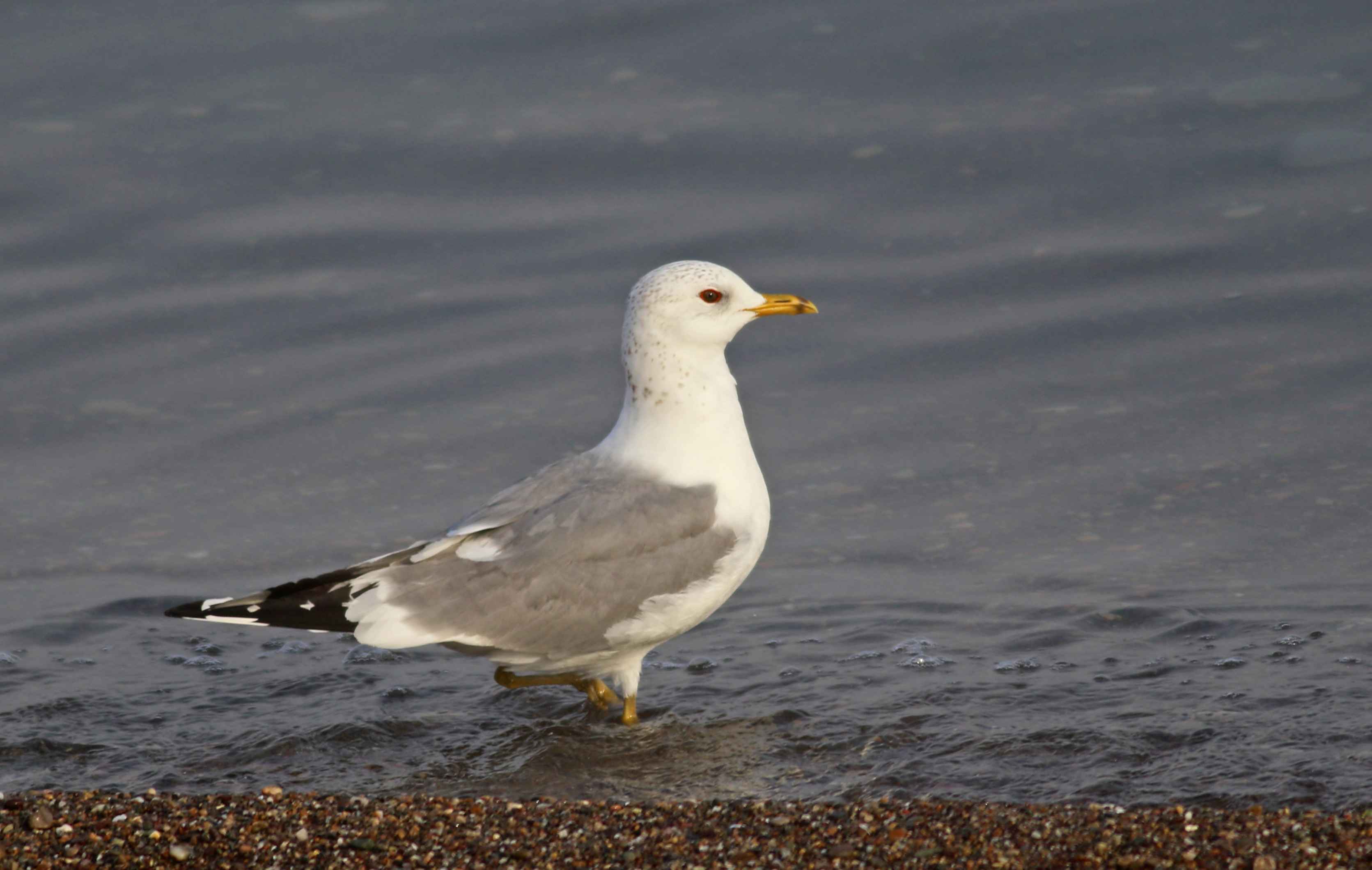 Mew Gull